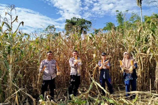 Pantau Panen Jagung 8 Ton Warga Dempo Utara, Polres Pagar Alam Dukung Ketahanan Pangan