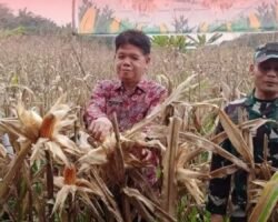 Panen Raya Jagung Serentak Kuartal I Digelar di Desa Terusan Muratara